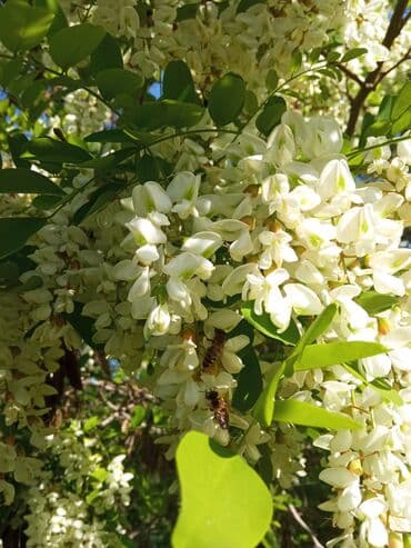 уголь в мешке: Мёд оптом — 4