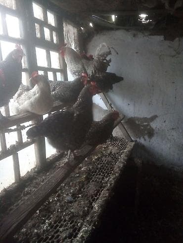 улей для пчел: Инкубационные куриные яйца Порода: Плимутрок Фотографии прилагаются — 3