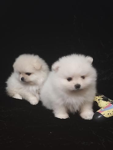 куплю собака: ШПИЦ ПОД БРОНИРОВАНИЕ щенкам месяц, цена указана без документов, при — 3