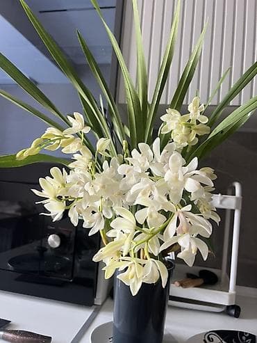 мир света: Орхидея в горшке — белоцветковый сорт (похож на цимбидиум мини). - — 4