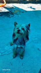 продажа щенков немецкой овчарки с документами в бишкеке: Щенки йоркширского терьера рождены 07.10.25 2 мальчика - — 4