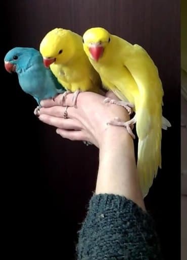 где купить инкубационное яйцо породистых кур: Ожиреловые попугаи хорошо учатся говорить и приручаются к рукам. А так — 6