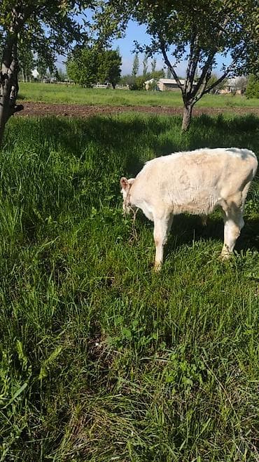 дом животные: Продаю | Тёлка | На откорм | Привязанные — 6