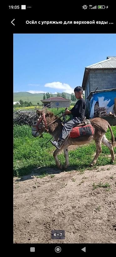 эшек жаныбар: Осёл с полной упряжью для верховой езды. Комплектация: - седло с — 1