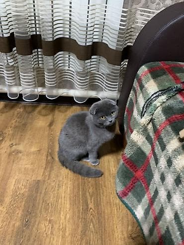 необычные животные: Шотландская вислоухая кошка (Scottish Fold), окраса голубой — 4