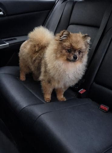 где купить переноску для собак: Шпиц, 8 месяцев, Самка, С прививкой, С родословной — 1