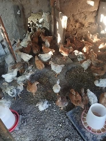 Үй жаныбарлары: Продаю цыплята возраст 2 месяца цена 250 — 3