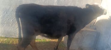 немецкий овчарка черного окраса: Продаю | Корова (самка) | Полукровка | Для разведения | Стельные — 3