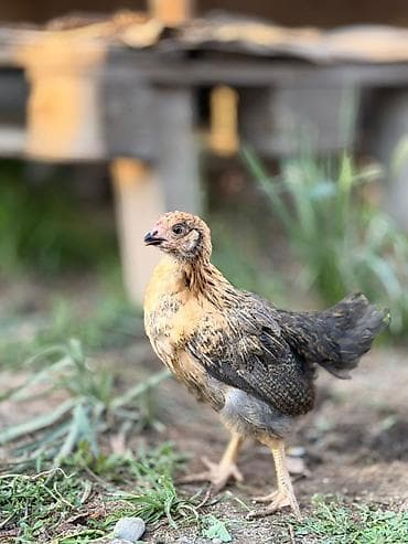 1 мальчик 2 котёнка: Продаю | Цыплята | Несушки — 6