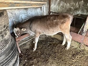 силос сено: Продаю | Музоо, торпок | Искусственник — 5