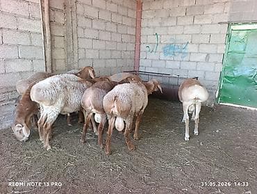 попугай волнистик: Продаю | Баран (самец) | Для разведения — 4