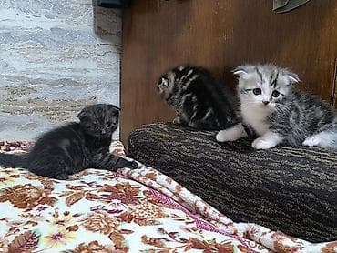 для кота: Продам котят !!! порода - скотиш фолд котята чистокровные, все — 4