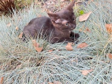 carters для мальчика: Кошка даром: Беспородная, 3 месяца, Мальчик, Приучена к лотку, Проглистована — 4