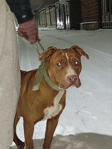 Продажа собак: Американский питбультерьер, рыжий с белыми отметинами на груди и — 1
