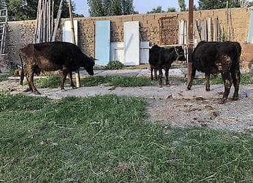 доильный апарат: Продаю | Корова (самка), Бык (самец), Тёлка | На откорм, Для разведения, Для молока — 9