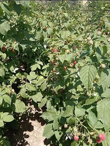 мешки для сахара: Малина кочот сатылат.сорт оригинал Полька 3- жылдык. Адрес Петровка — 2