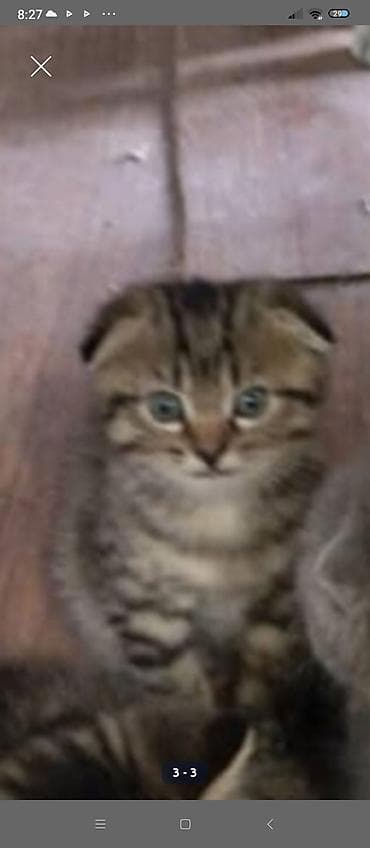 Скотиш Фолд (Шотландская вислоухая), 2 месяца, Мальчик, Черепаховый