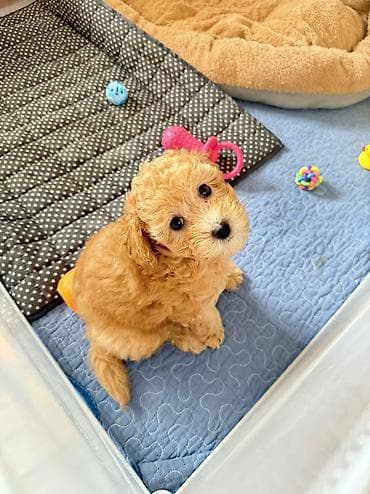 йоркшир: Продается щенок той-пудель (1 месячный) Паспорт есть. Родословной — 3