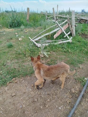кошкин дом: Бельгийская овчарка, 8 месяцев, Самка, С родословной — 6