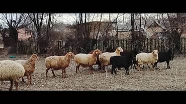 canada goose: Продаю | Овца (самка) | Для разведения — 2