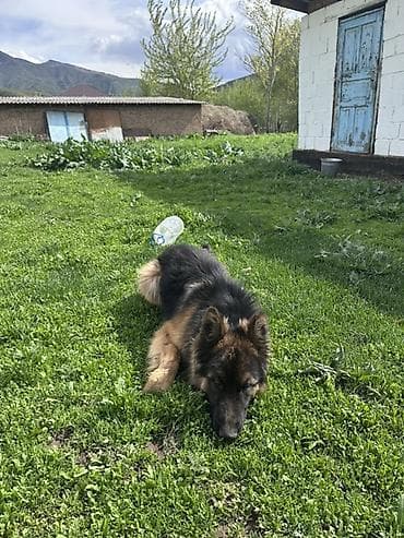 ош иттер: Немецкая овчарка, 7 айлык Кучук длинношёрстная - Окрас: чёрно-рыжий — 2