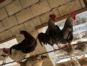 чөп сатылат: Сатам | Тооктор, Короздор | Үй, Кучинская | Союуга, Көбөйтүү үчүн, Жумуртка туудуруу үчүн — 8