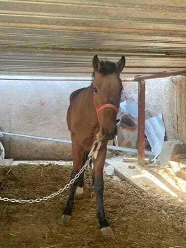 отдам породистую собаку: Продаю | Жеребец | Для разведения | Племенные — 3