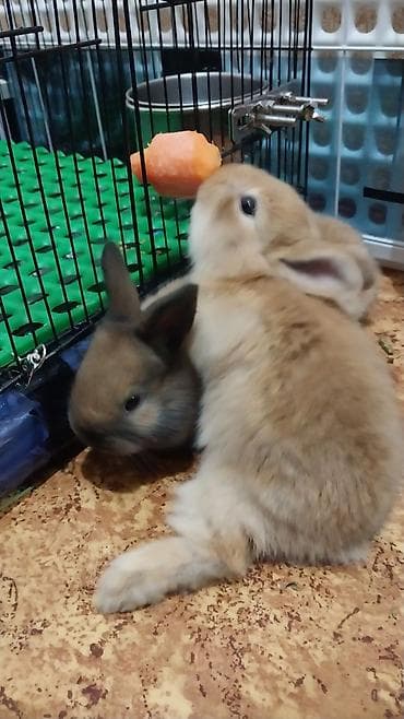 новорожденные котята: Продаю декоративных кроликов породы Львиная голова — 8