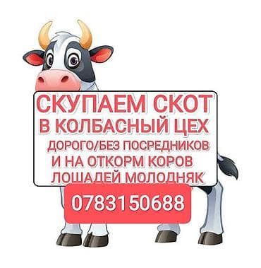 Колбасный цех : Коровы, быки, | На откорм