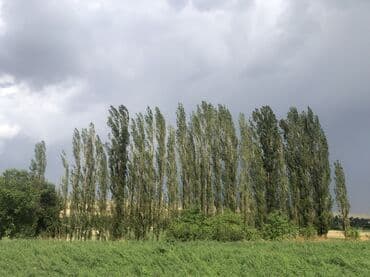 нижный аларча участок: 8 соток, Для строительства, Красная книга — 6