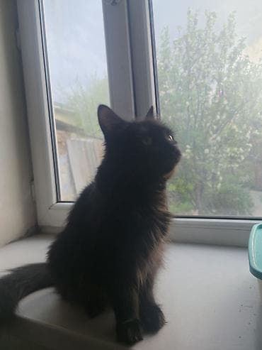 сибирские котята: Котята домашние, помёт из четырёх малышей: - Окрасы: дымчато‑серый с — 8