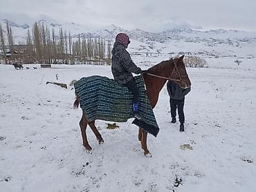 кобыла: Продаю | Кобыла (самка) | Английская | Конный спорт — 5