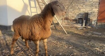 корма для сх животных: Продаю | Ягненок | Арашан | Для разведения — 1