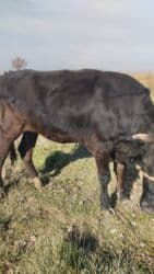 гидропонный зеленый корм цена: Продаю | Тёлка | Для разведения, Для молока | Стельные — 7