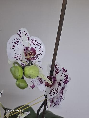 сколько стоят орхидеи в горшках: Орхидея фаленопсис с контрастным окрашиванием лепестков: белая основа — 3