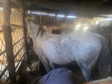 собака бульдок: Продаю | Кобыла (самка) | Полукровка | На забой, Для разведения | Мерин — 1