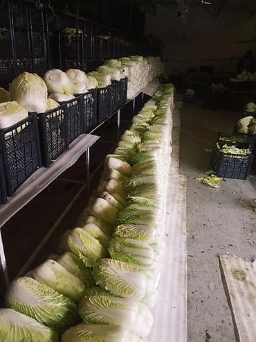 магазинная вешалка для одежды: Капуста Пекинская, Оптом — 2