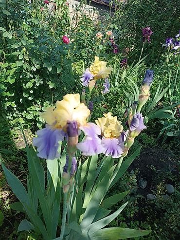 питомник растений: Продаю декоративные растения НЕДОРОГО . Почаопокровные — 8