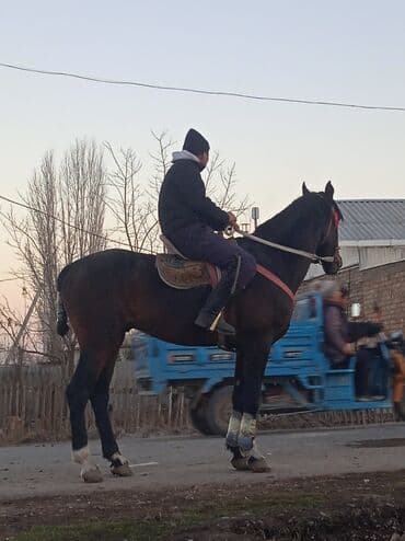 с связи с переездом: Сатам | Жылкы (эркек) | Ат спорту — 9
