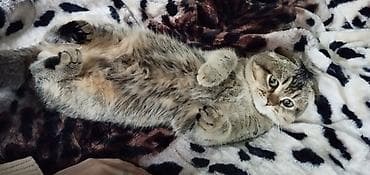 кошке: Кот для вязки, шотландская вислоухая (скоттиш-фолд), 3 года, опытный — 3