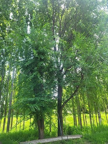 Дрова: Кара жыгач сатылат, отунга же строй материалга, келишим баада — 2