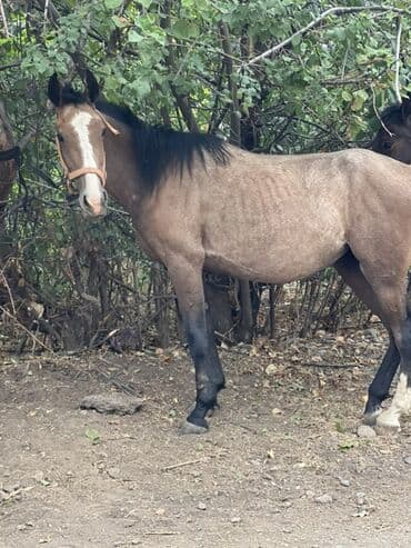 Продаю | Кобыла (самка) | Для разведения | Племенные