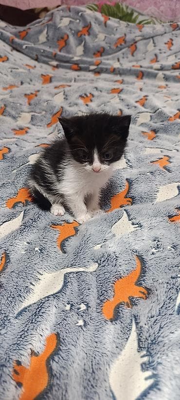 продажа котиков: Кошка даром: Беспородная, 1 месяц, Девочка, Приучена к лотку — 2