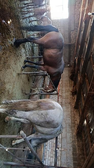 продаю мёд: Продаю | Кобыла (самка) | На забой — 1