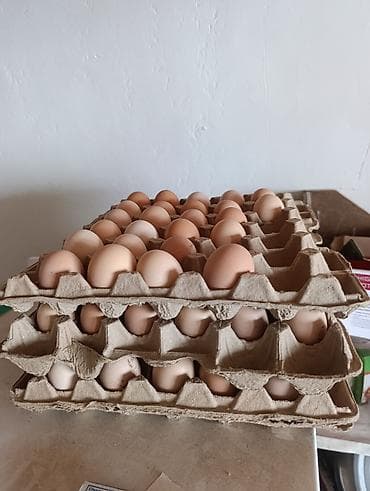 үй жаныбарлары: Сатам | Инкубацияланган жумурткалар | Көбөйтүү үчүн — 5
