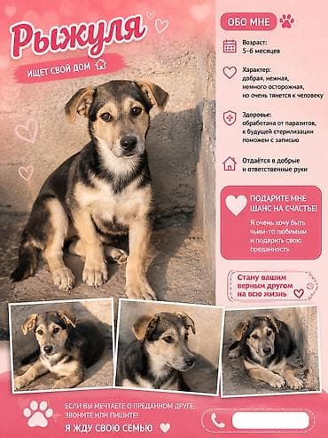 питомники для собак: Дворняжка, 5 месяцев, Самка, С прививкой — 3