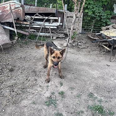 купит корги: Собака даром: Овчарка, 2 года, Самка — 2