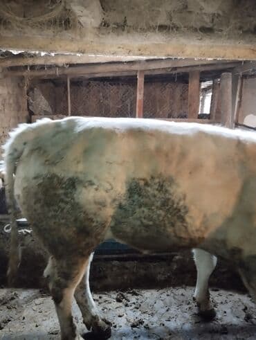 лимузин бычок: Продаю | Бык (самец) | Бельгийская | На забой, Для разведения — 2