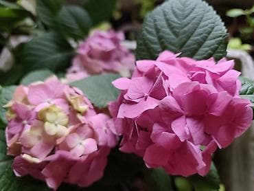 коня: Саженцы — 6