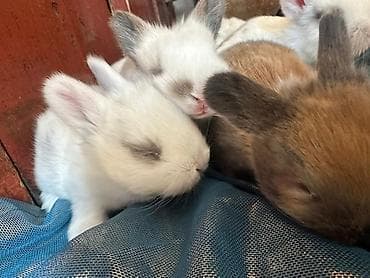 Башка жаныбарлар: Карликовые декоративные крольчата - Порода/тип: мини/декоративные — 2
